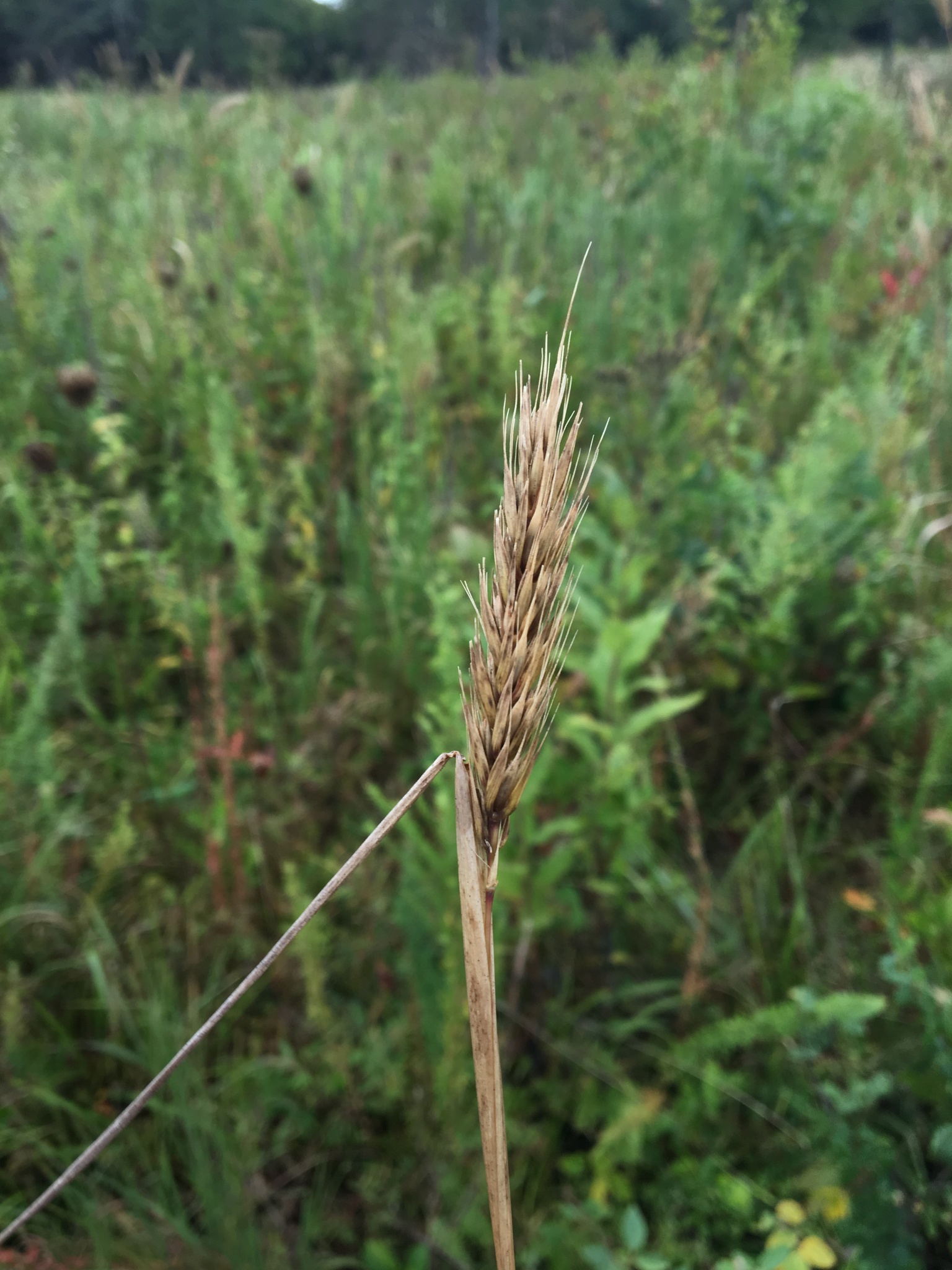 Elymus virginicus var. virginicus