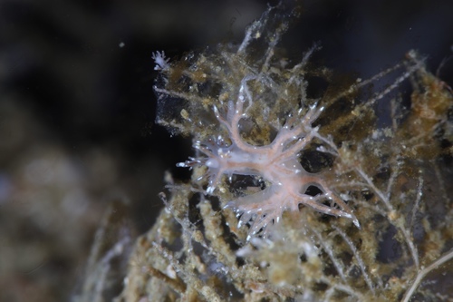 Dendronotus keatleyae