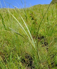 Hypoxis rigidula rigidula