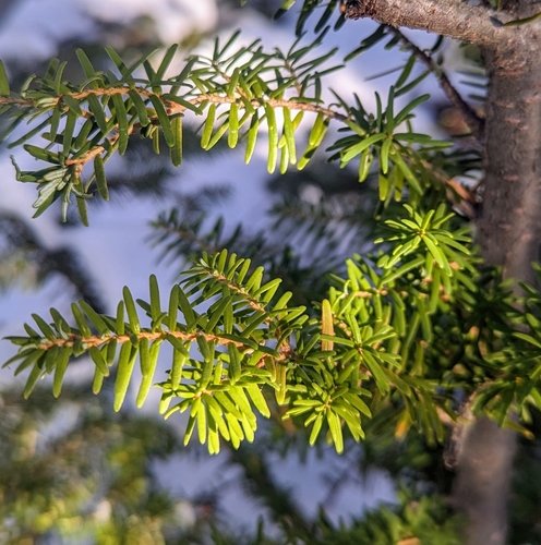 Western hemlock (Tsuga heterophylla)