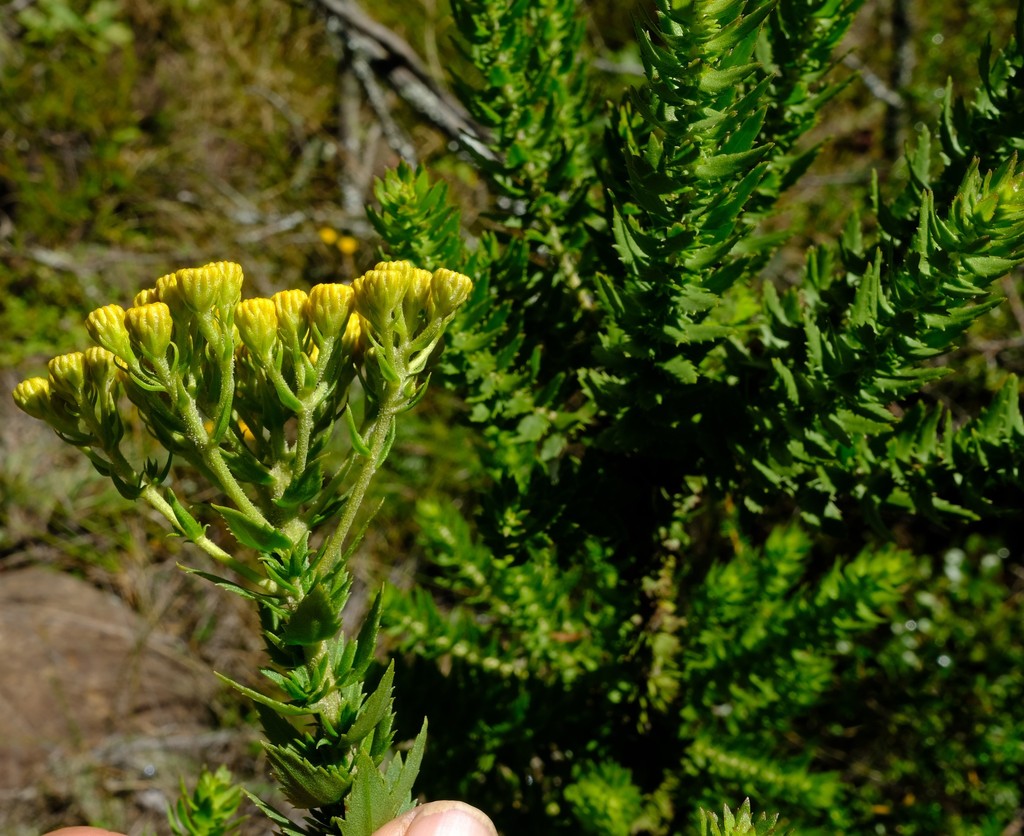 Inulanthera calva