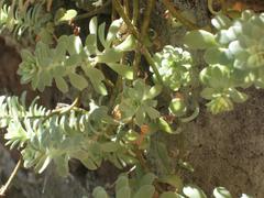 Sicana odorifera