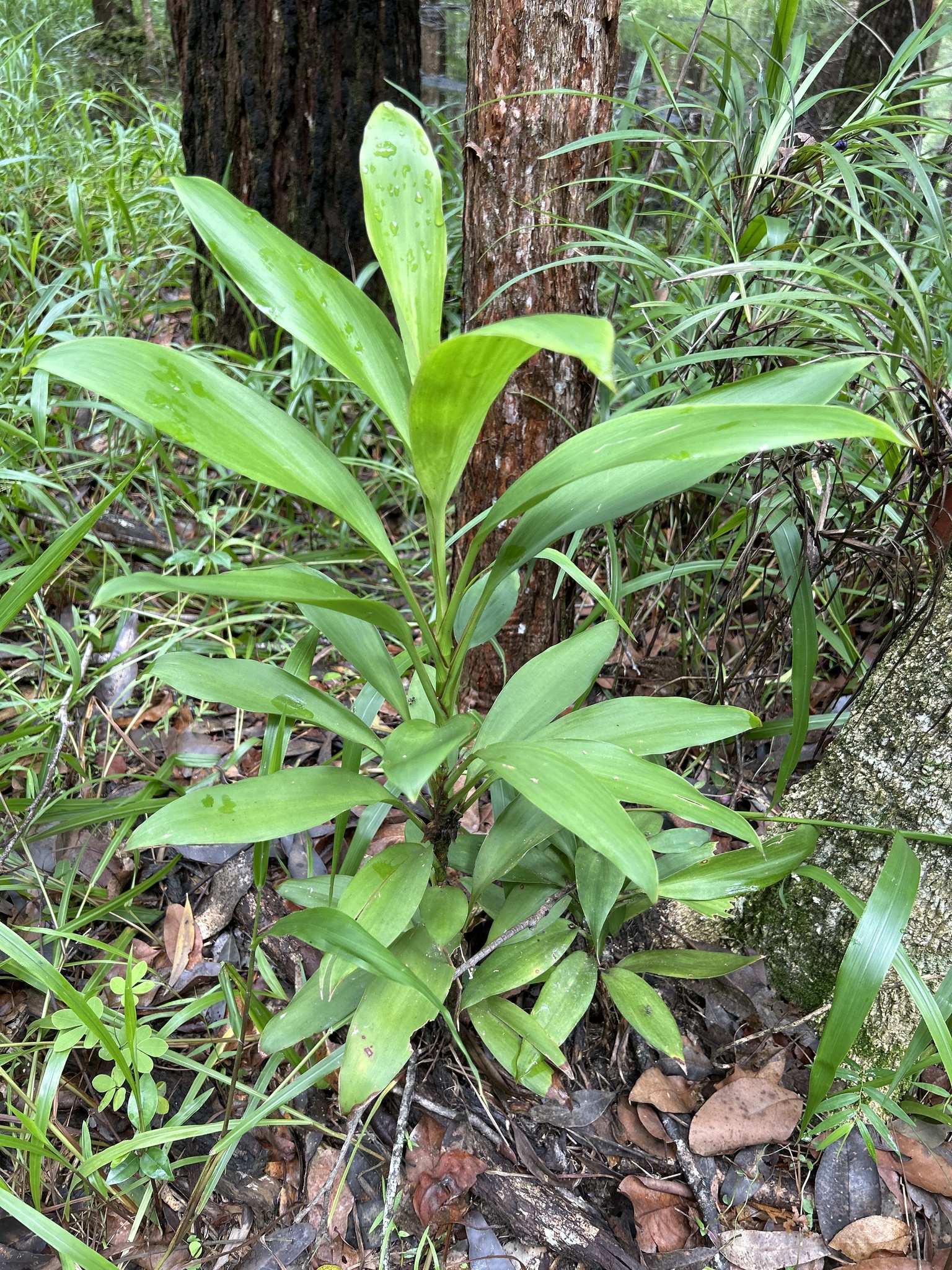 Imagem de Dracena