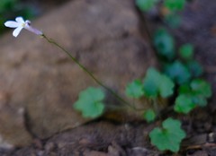Lobelia vanreenensis