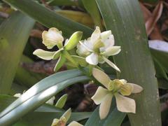 Sicana odorifera