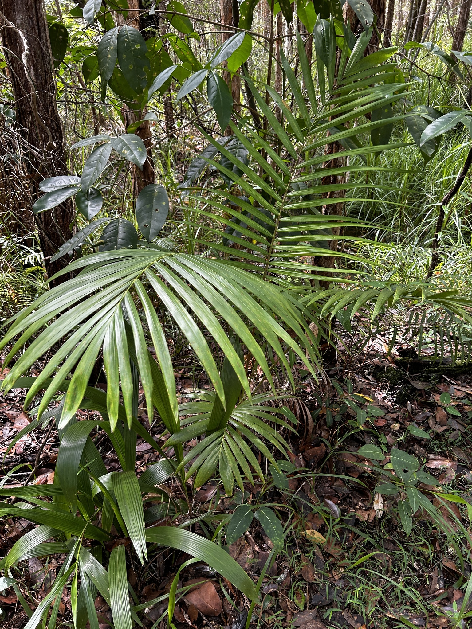 Imagem de Palmeira-imperial