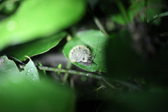 Plectotropis mackensii