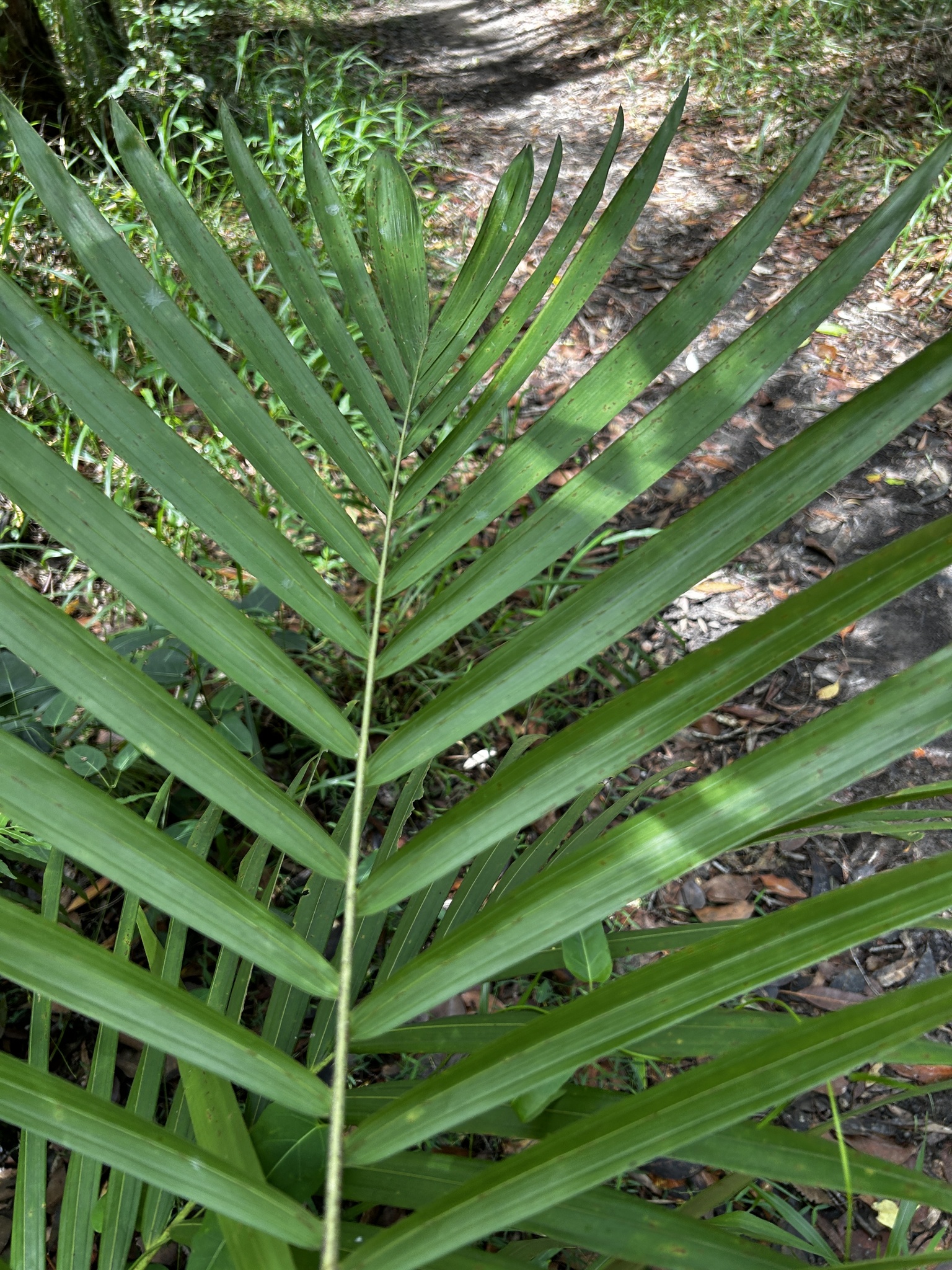 Imagem de Palmeira-imperial