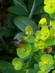 Apis mellifera