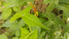 Aristolochia pentandra