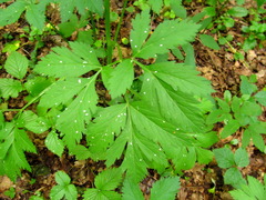 Pleurospermum austriacum