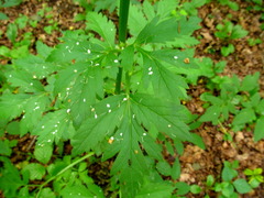 Pleurospermum austriacum