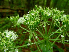 Pleurospermum austriacum