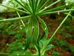 Pleurospermum austriacum