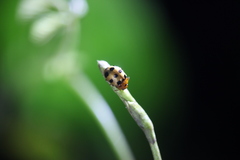 Asiphytodecta