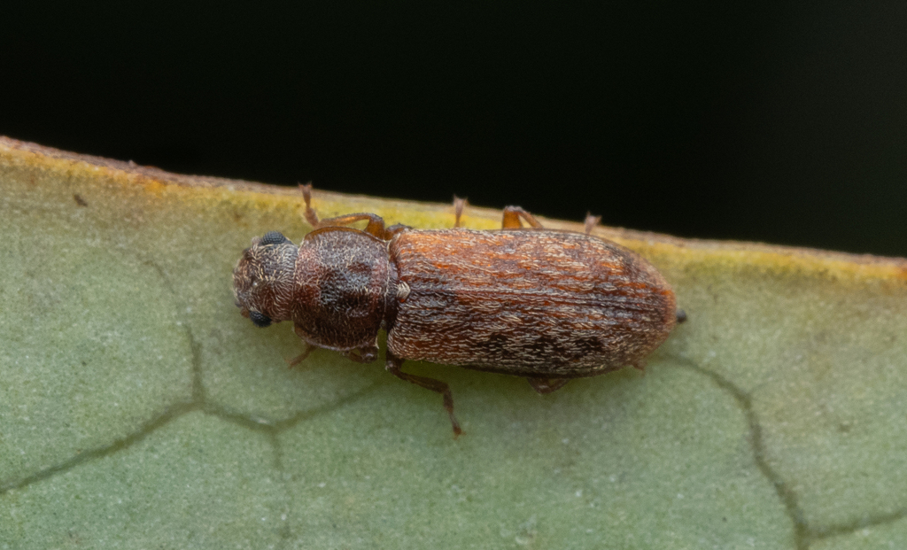 Ericmodes sylvaticus