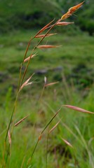 Monocymbium ceresiiforme