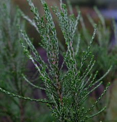 Passerina montana
