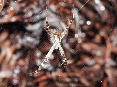 Argiope perforata