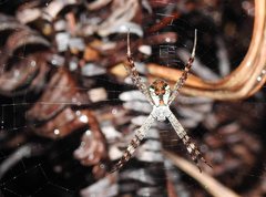 Argiope perforata