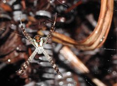 Argiope perforata