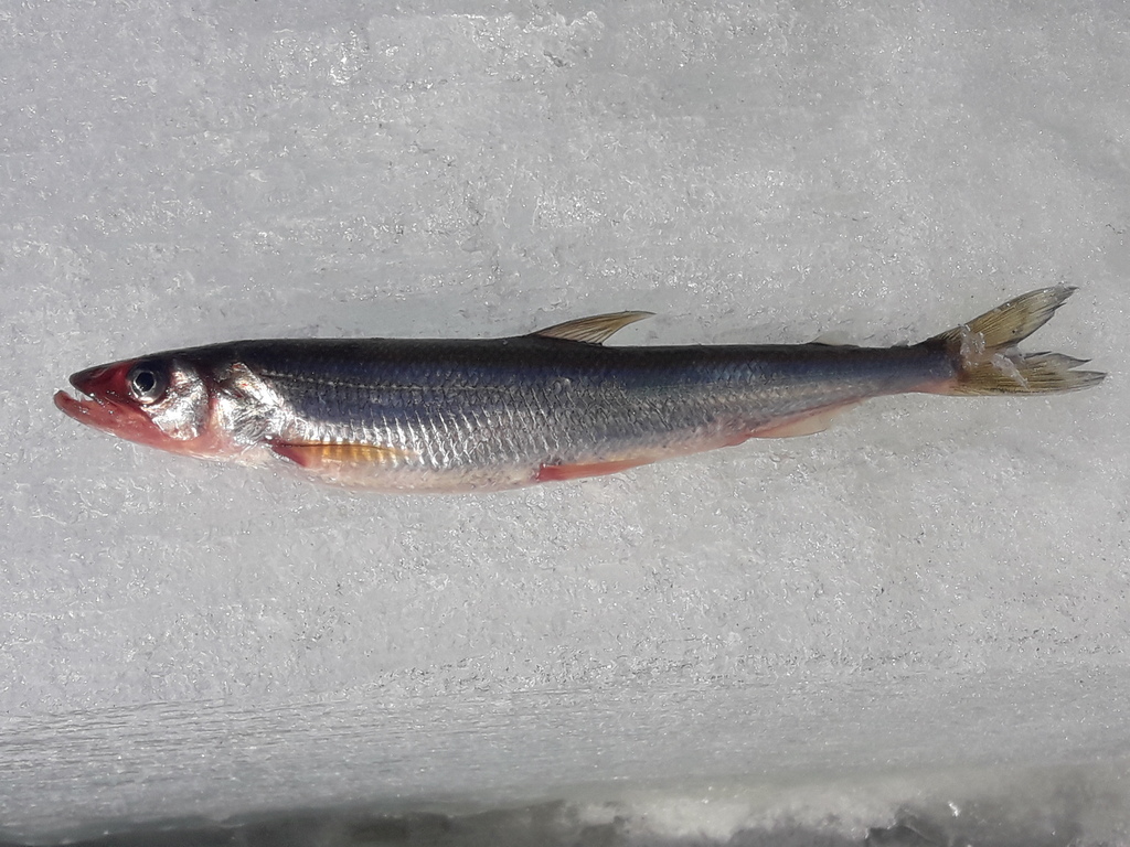 Arctic rainbow smelt (Osmerus dentex) — Osmeridae