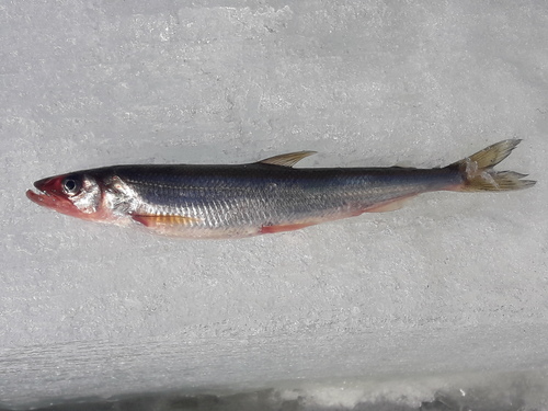 Arctic rainbow smelt (Osmerus dentex) — Osmeridae