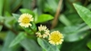 Yellow Twin-Heads - Photo (c) Stephen Csurhes, some rights reserved (CC BY-NC), uploaded by Stephen Csurhes