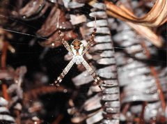 Argiope perforata
