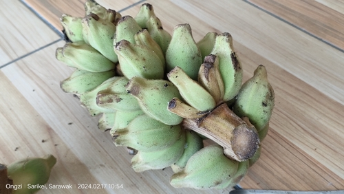 Musa hirta (Musa hirta)