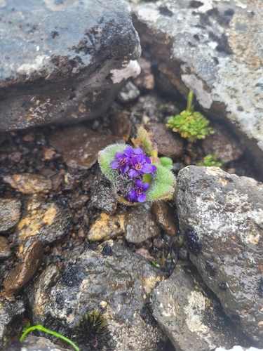 Myosotis capitata, 2024-02-17