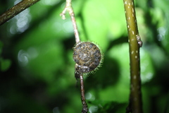 Plectotropis mackensii