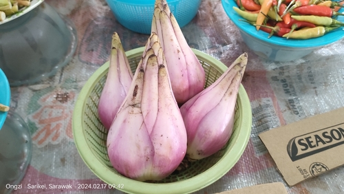 Musa hirta (Musa hirta)