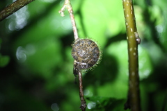 Plectotropis mackensii