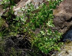 Polemannia montana