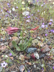 Fritillaria purdyi