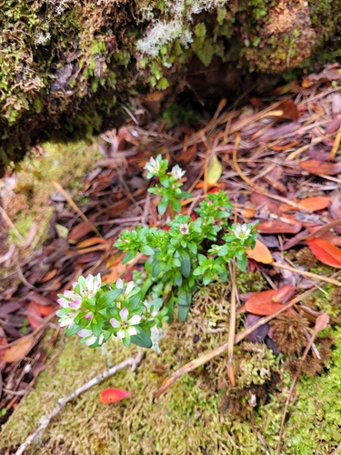 Image of Gentianella cerina by (c) theylooklikeus, some rights reserved (CC BY)