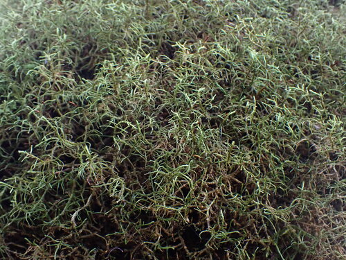 Image of Antitrichia californica by no rights reserved