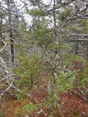 Arceuthobium pusillum