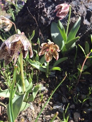 Fritillaria purdyi