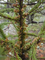 Arceuthobium pusillum