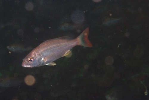 Carpenter (Argyrozona argyrozona) — Sparidae