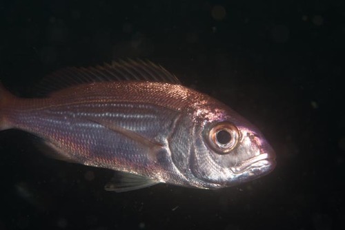 Carpenter (Argyrozona argyrozona) — Sparidae — 4