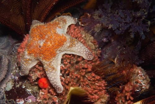 Callopatiria formosa (Mortensen, 1933)