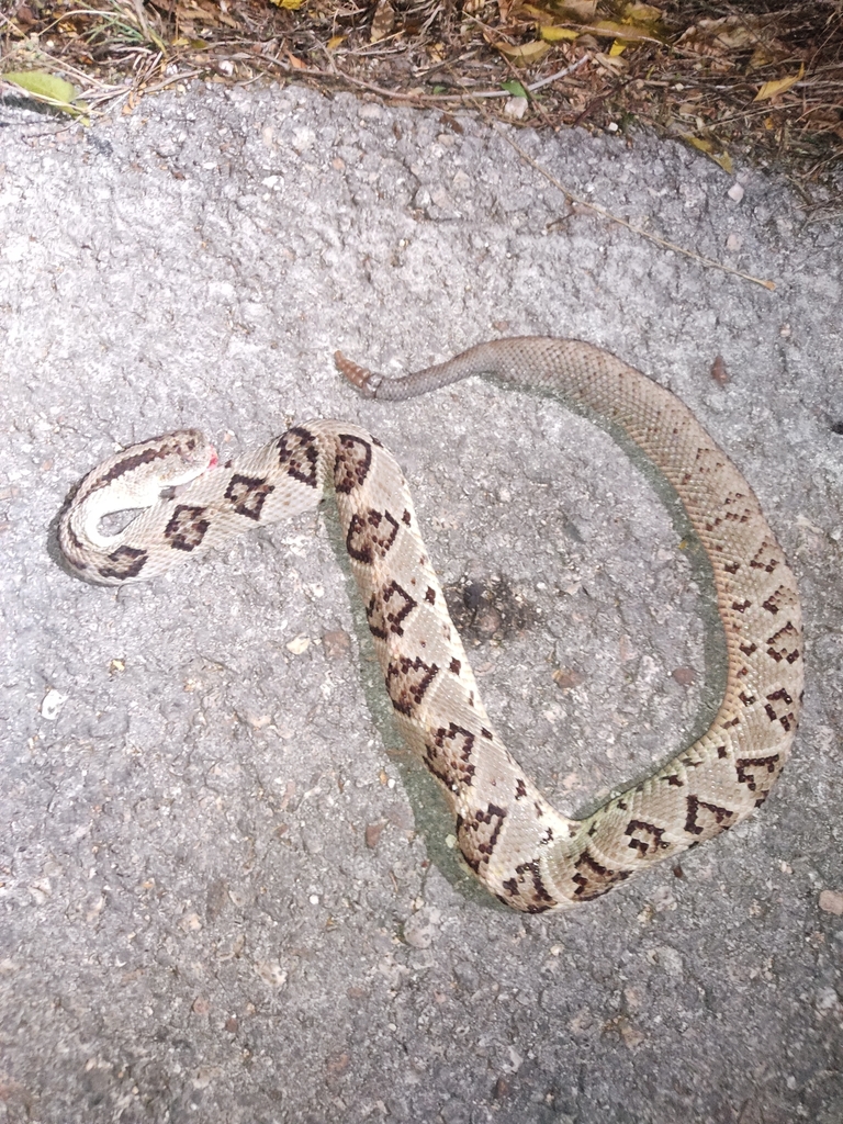 Yucatán Neotropical Rattlesnake in February 2024 by Ismael Arellano ...