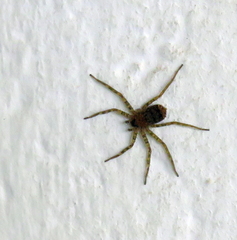 Araneae