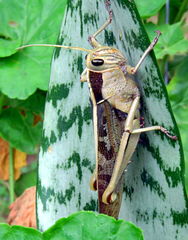 Acanthacris ruficornis