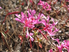 Clarkia concinna