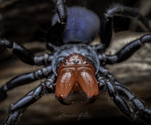Red-headed Mouse Spider