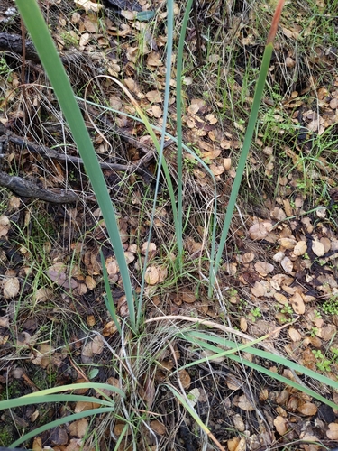 Image of Iris munzii by (c) Jonathan Vaughn, some rights reserved (CC BY)
